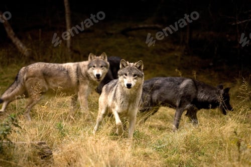 Preview: wolf, pack, togetherness, group, wilderness