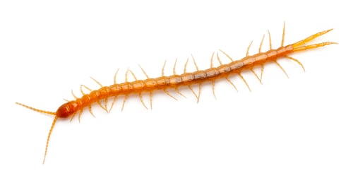 Preview: Centipede in front of white background