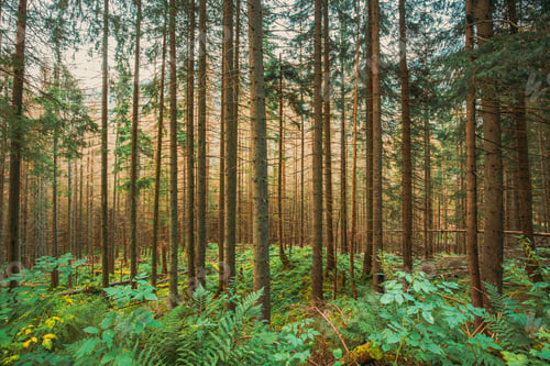 Preview: Tatra National Park, Poland. Summer Mountains Forest Landscape. Beautiful Tall Pine Woods. UNESCO