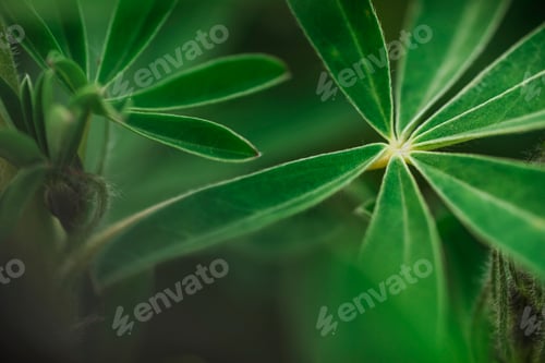 Preview: Abstract tropical nature, exotic macro green leaf