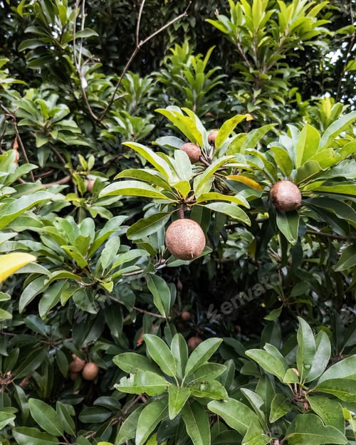 Preview: Raw sapodilla, sapote, chikoo, Manilkara zapota in the garden.