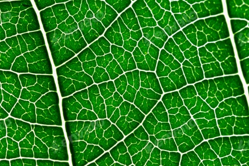Preview: Leaf texture