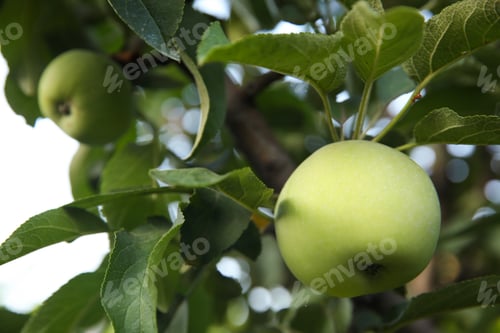 Preview: Ripe apples on tree branch in garden, closeup
