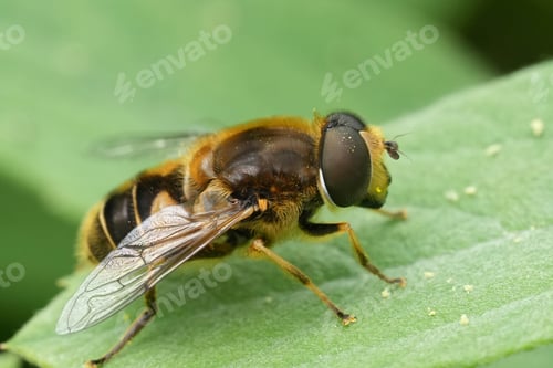 Preview: Detailed closeup on the Stripe-faced Dronefly, Eristalis nemorum, sitting on a green leaf