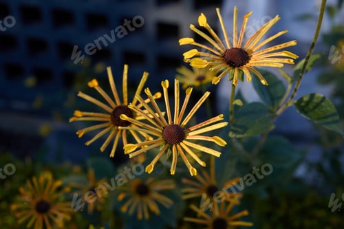 Preview: Yellow Bunches of flowers