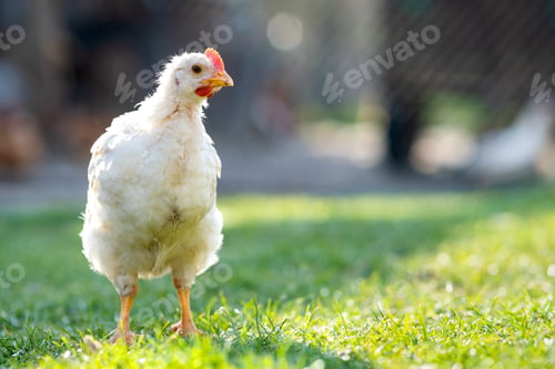 Preview: Hen feed on traditional rural barnyard. Close up of chicken standing on barn yard