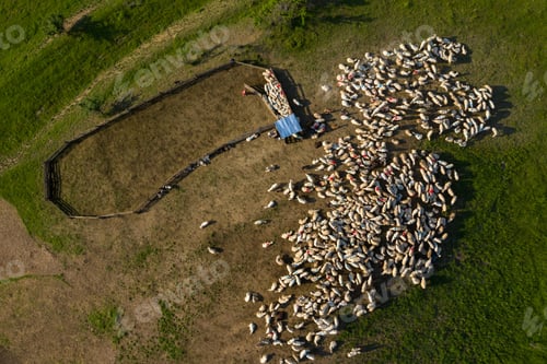 Preview: Aerial view of herd of sheep marked with colored paint grazing near a sheepfold