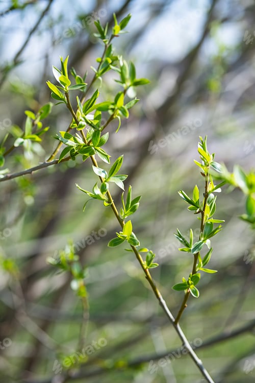 Preview: Spring New Leaves, Selective Focus.