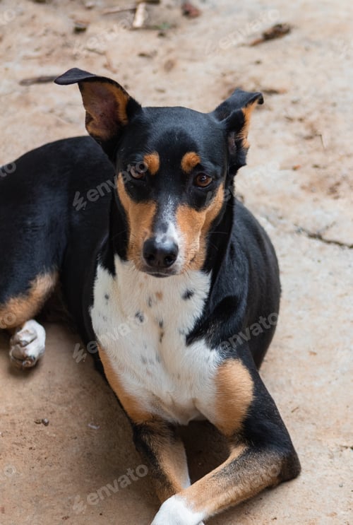 Preview: black dog lying on the ground looking