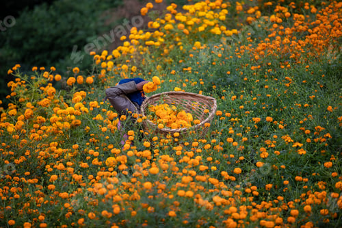 Preview: Flower picking farmers.