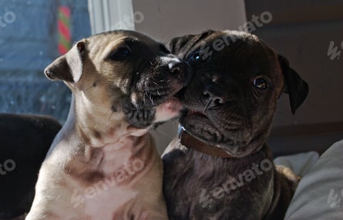 Preview: two cute puppies of rottweiler