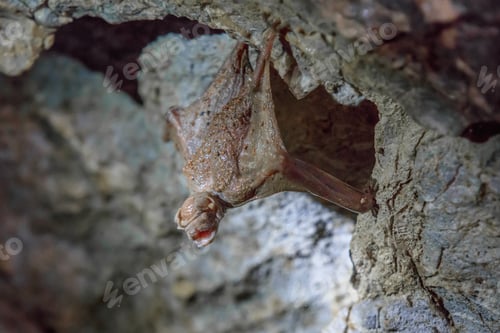 Preview: little brown Bat