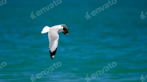Preview: Seagull in flight, A Brown-headed Gull (Chroicocephalus brunnicephalus) soars