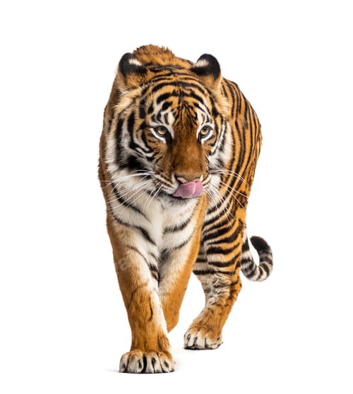 Preview: Tiger prowling, big cat, isolated on white