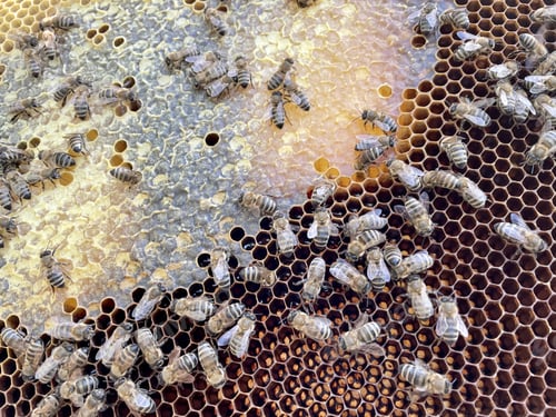 Preview: Frame with honey bees, open and sealed brood and honey.