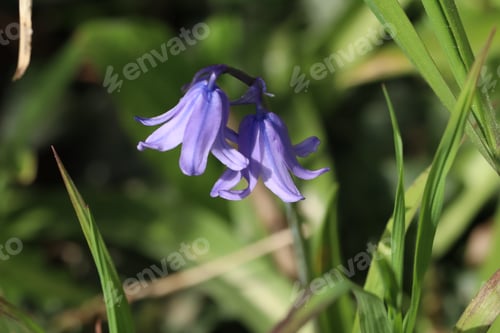 Preview: Bluebells new Spring growth