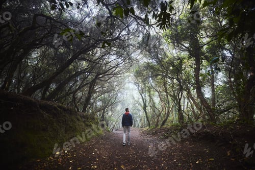 Preview: Man on footpath in foggy forest