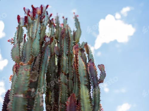 Preview: Cactus with blue sky