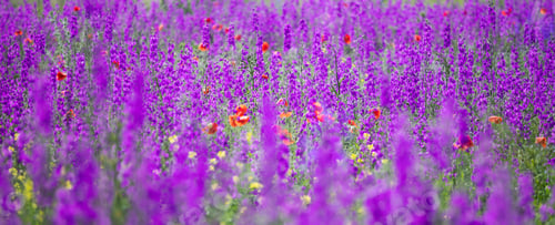 Preview: Beautiful summer meadow of purple flowers