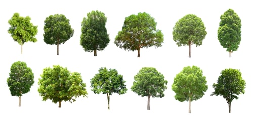 Preview: collection tree isolate on white background