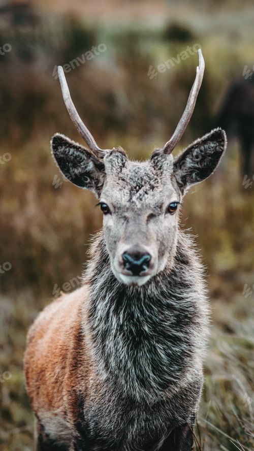 Preview: Young male deer walking free through Scottish mountains Highlands Glencoe