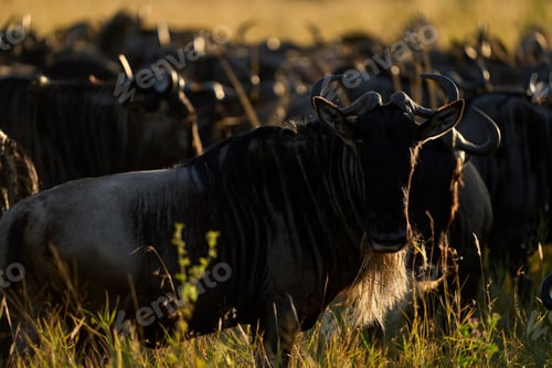 Preview: Sun illuminating a herd of buffaloes