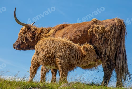 Preview: Adorable mother and baby brown furry highland cattle atop a hill of lush green grass