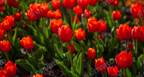 Preview: Red tulips background. Flower bud in spring. Tulip close up.
