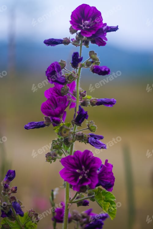 Preview: Vertical shot of purple flowers