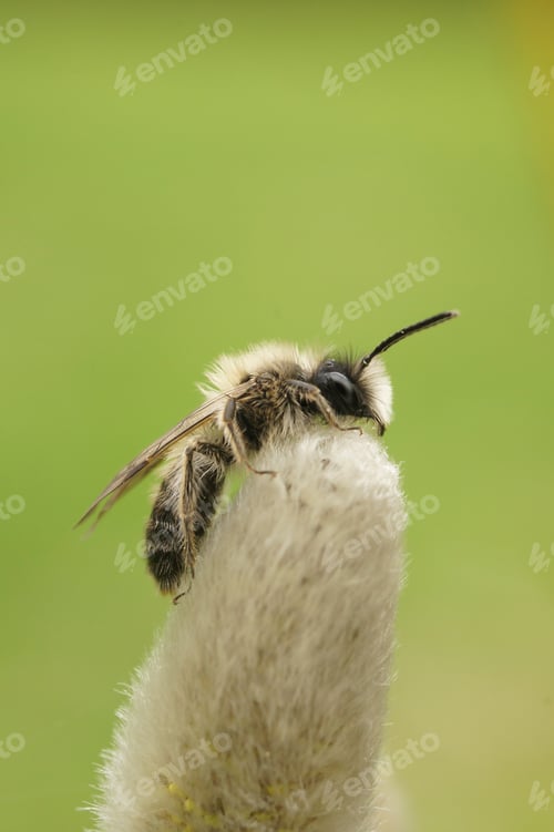 Preview: Vertical closeup on a furry, cute male mining bee, Andrena , sitting on top of a Willow catkin