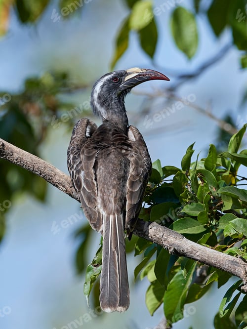 Preview: African grey hornbill (Lophoceros nasutus)
