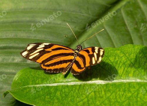 Preview: Closeup shot of a butterfly perched on a green leaf