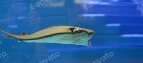 Preview: Beautiful and graceful Manta Ray swimming