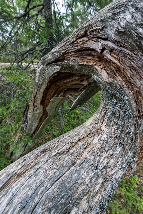 Preview: Vertical closeup shot of a damaged tree