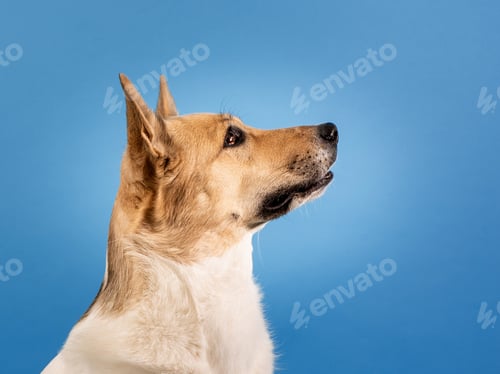 Preview: Mixed breed cute dog portrait on blue background