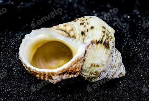Preview: Turbo chrysostomus Linnaeus Seashell on a black sand background