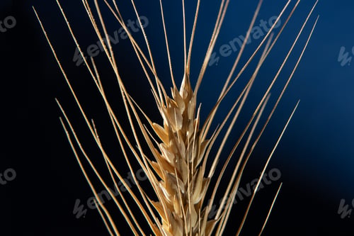 Preview: Golden ear of wheat on a dark blue background.