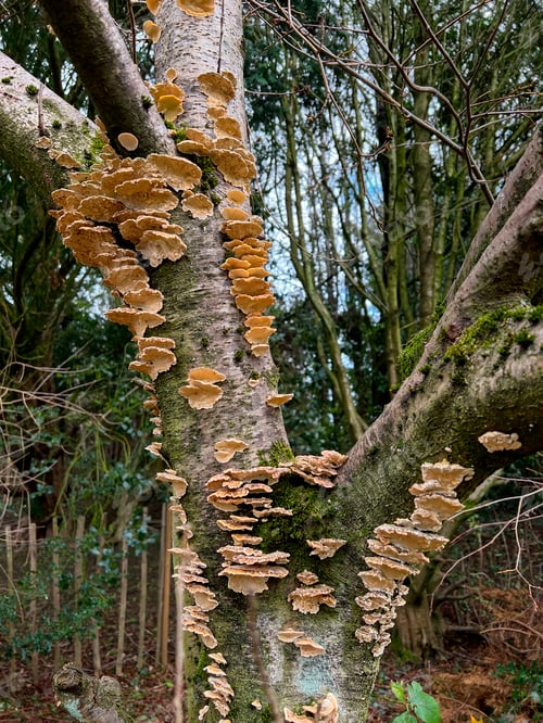 Preview: Polypore or Bracket Fungi