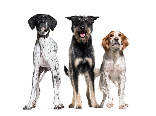 Preview: Three dogs standing together in a row; Britanny Dog, Mixed-breed dog and German Pointer, isolated