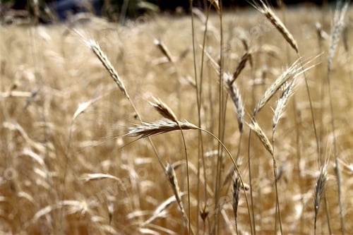 Preview: Natural background image of golden wheatgrass.