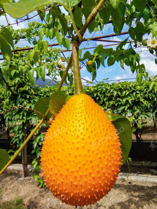 Preview: Gac fruit has vivid orange-reddish color resulting from rich content of beta-carotene and lycopene.