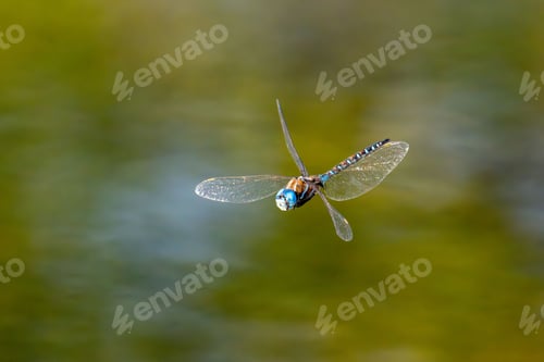 Preview: Close-up of a dragonfly wit blurry background