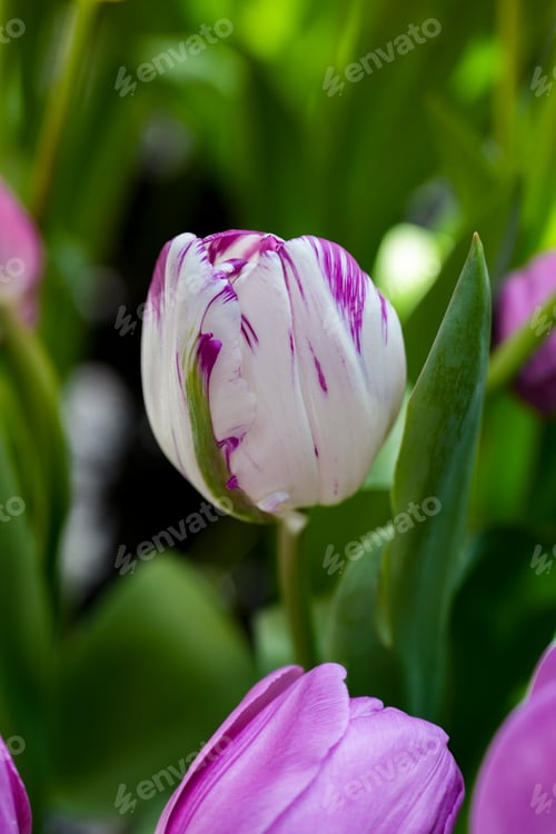 Preview: Beautiful purple flower of tulip