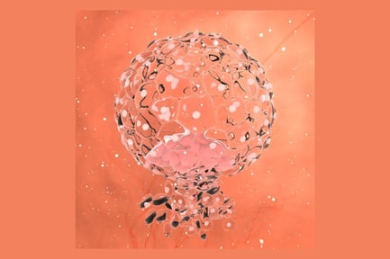 Preview: Early Implantation: Blastocyst Cell Structure