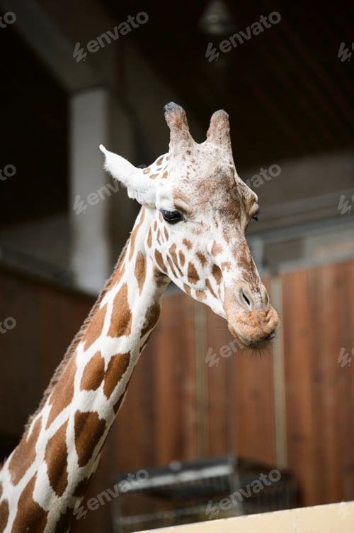 Preview: Giraffe