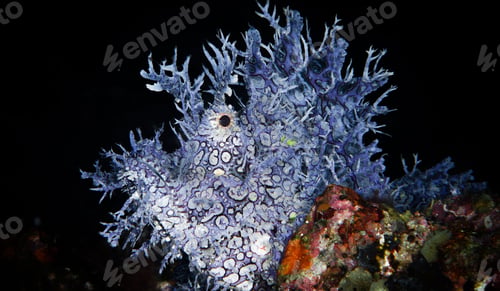Preview: Creative Anemone fish, clown fish, underwater photo