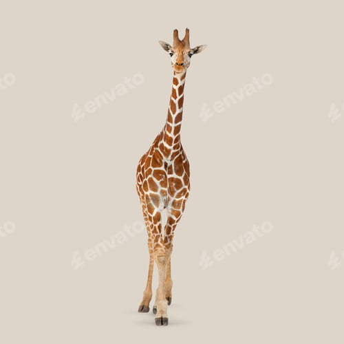 Preview: Studio shot of reticulated giraffe walking on seamless gray background