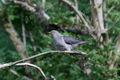 Preview: Common cuckoo (Cuculus canorus)