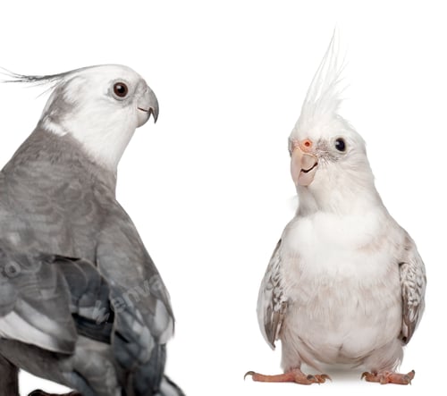 Preview: Male and female Cockatiel facing each other, Nymphicus hollandicus, in front of white background