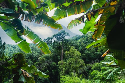 Preview: Misty landscape with fir forest in hipster vintage retro style